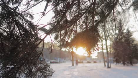 Sonnenuntergang,-Der-Im-Winter-Durch-Die-Nadeln-Eines-Kiefernzweigs-Ragt,-Mit-Einer-Verschneiten-Straße-Im-Hintergrund-Mit-Etwas-Verkehr