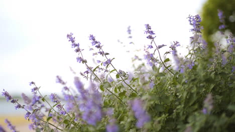 Beautiful-purple-flowers-blowing-in-the-wind