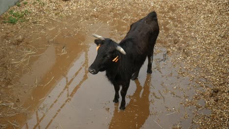 A-cow-standing-on-dirt-and-water