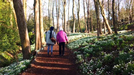 Ladies-walking-in-a-Snow-drops-woodland-setting-in-Springtime-UK