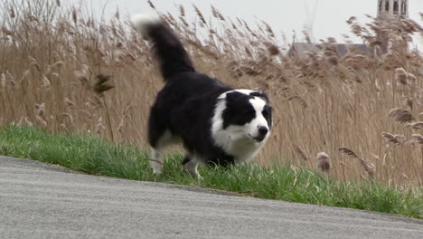 a-dog-peeing-on-a-very-windy-day-with-a-small-church-in-the-background,-black-and-white-border-collie