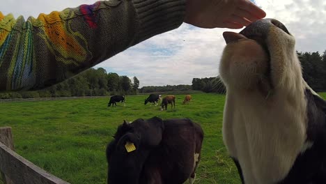 Petting-a-calf,-which-starts-licking-hand.-Netherlands