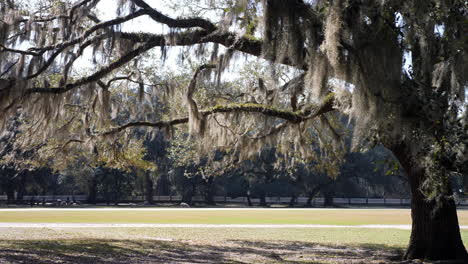 Spanish-Moss-hangs-from-a-Live-Oak-in-the-Low-Country-of-South-Carolina