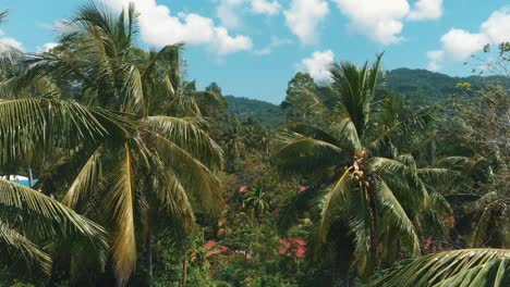 Luftflug-Aus-Nächster-Nähe-Zwischen-Palmenblättern-Auf-Einer-Tropischen-Insel
