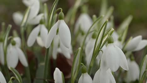 Snowdrop-flowers-change-of-season