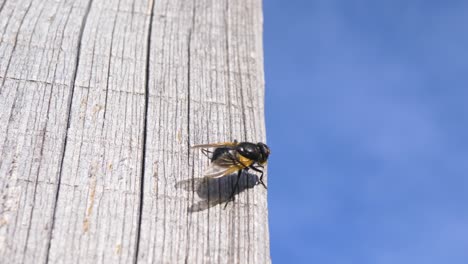 Slowmotion-shot-of-a-fly,-which-is-cleaning-her-wings-in-front-of-the-blue-sky