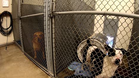 Hunde,-Die-Hinter-Den-Zäunen-In-Ihren-Käfigen-Und-Zwingern-In-Einer-Tierschutzeinrichtung-Nach-Aufmerksamkeit-Suchen