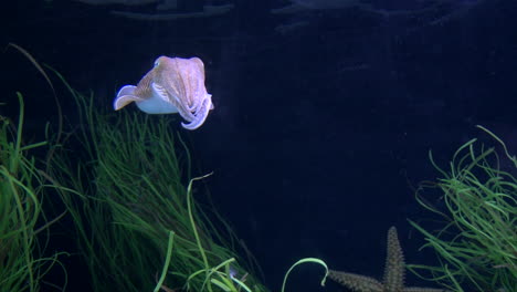 Niedlicher-Rosafarbener-Tintenfisch,-Der-Sich-Langsam-Im-Wasser-Zwischen-Wasserpflanzen-Bewegt,-Tiefblauer-Hintergrund,-Nahaufnahme