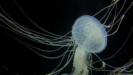Medusas---Sanderia-Marayensis--largos-Tentáculos-De-Una-Medusa-Blanca
