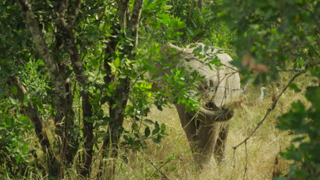 Bebé-Elefante-Comiendo-Y-Jugando-Entre-Arbustos,-Kenia