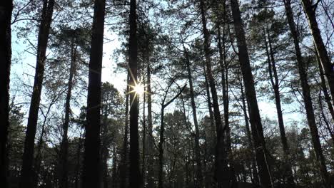 The-sun-shining-through-the-trees-of-a-scary-forest
