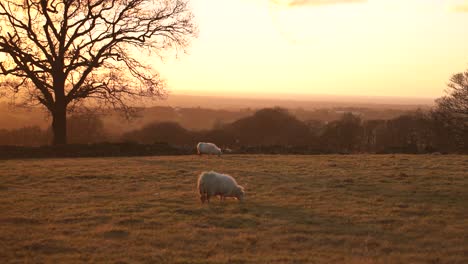 Schafe-Grasen-Bei-Sonnenuntergang-Auf-Einem-Feld