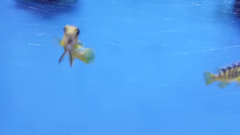 Eine-Nahaufnahme-Von-Gelben-Tropischen-Gestreiften-Fischen,-Die-Vorbeischwimmen