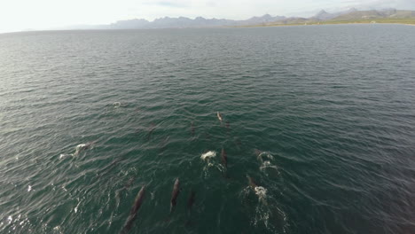 Aerial-shot-of-a-group-of-dolphins,-Loreto-Bay-National-Marine-Park,-Baja-California-Sur