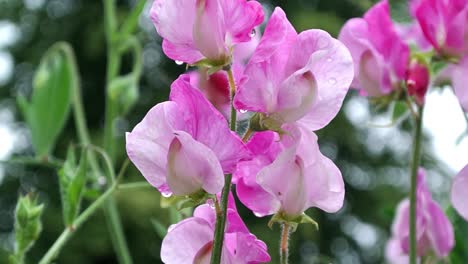 Lathyus-odoratus-Sicilian-Pink-sweet-pea-flowering-in-a-English-cottage-garden