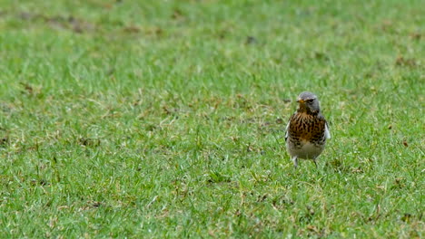 Single-Fieldfare-on-a-grassy-field-facing-forward-then-walking-out-of-frame,-in-the-North-Pennines-County-Durham-UK