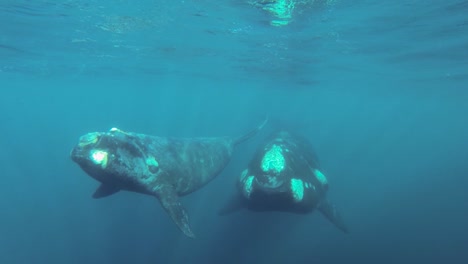 Mother-and-calf-of-southern-right-whales-swimming-together-underwater-shot-sixty-fps