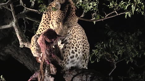 Wild-Leopard-feeding-in-tree-at-night
