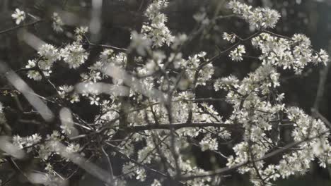 Weiße-Blüte-Im-Wald
