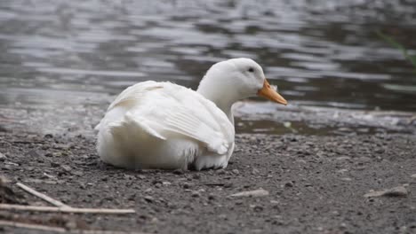 Lone-white-duck-sitting-by-the-water-on-a-windy-day