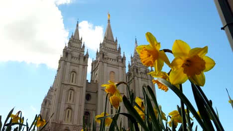 A-low-angle-of-the-Salt-Lake-temple-blurred-in-the-background-with-daffodils-in-focus-in-front-in-utah-at-the-center-of-the-church-of-Jesus-Christ-of-Latter-day-Saints-in-slow-motion