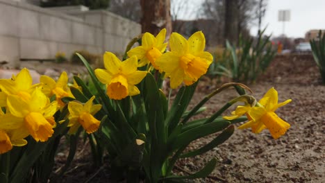 A-beautiful-group-of-yellow-Daffodils-in-a-small-garden-on-the-side-of-the-road-in-a-city-waving-in-the-wind