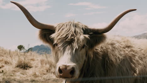 Highlander-cow-with-big-horns