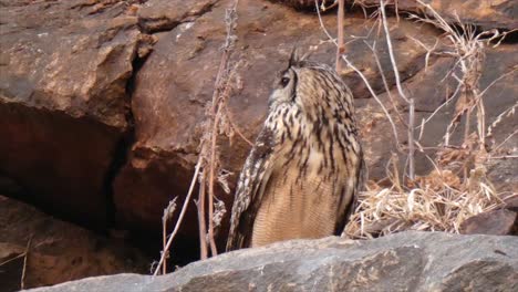 Long-Earred-Owl-Bird-.