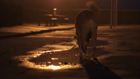 A-thirsty-dog-runs-to-a-puddle-by-night