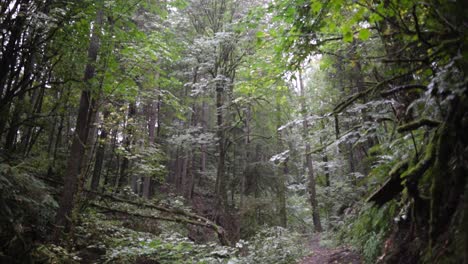Oregon-rain-forest