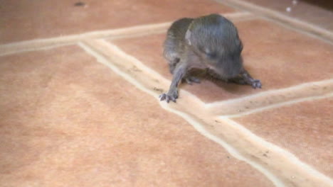 medium-locked-shot-of-new-born-mouse-rat-on-ceramic-stone-floor-in-an-open-kitchen-space-in-Thailand-street-food-restaurant,-daylight-situation-indoor
