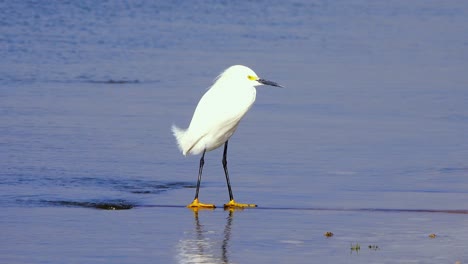 Egret-in-a-bay-on-a-windy-day