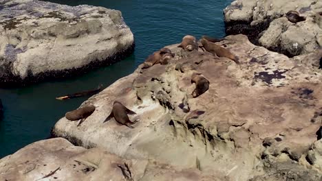 Seals-hanging-out-on-rocks-while-one-seal-poops-yellow-into-the-ocean-water