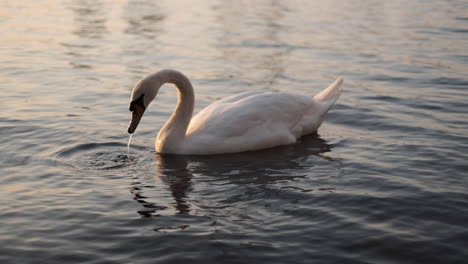 a-swan-swimming-in-slomotion