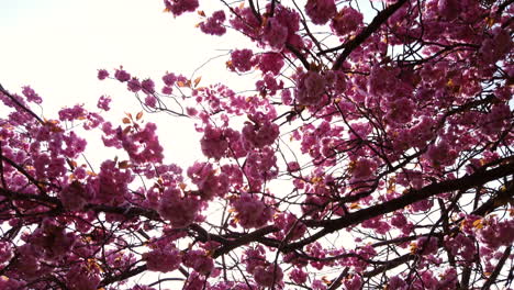 Dolly-Aufnahme-Der-Kirschblütenblüte-In-Harrogate,-North-Yorkshire