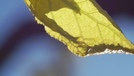 Green-leaf-macro-shot-on-branch