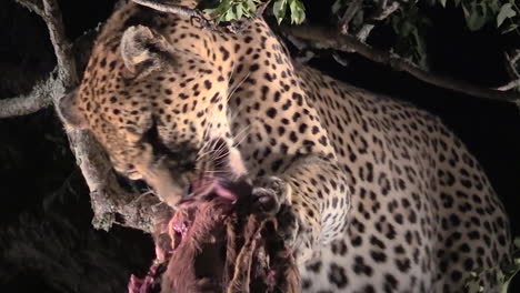 Wild-male-leopard-feeding-on-his-prey-at-night,-Greater-Kruger-National-Park