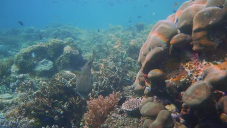 Clip-Einer-Farbenfrohen-Korallenszene-Mit-Einem-Einzelnen-Procupine-Fisch,-Der-Sich-Unter-Einer-Koralle-Versteckt
