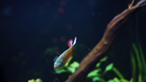 Colorful-rainbow-fish-swimming-around