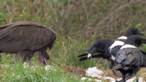 A-tight-shot-of-a-white-backed-vulture-and-ravens-picking-through-trash-in-urban-Africa