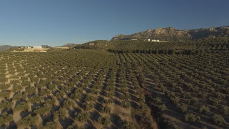 Riesige-Anzahl-Regelmäßiger-Reihen-Von-Olivenbäumen-Auf-Einem-Hügel-Mit-Felsigem-Berg-Dahinter