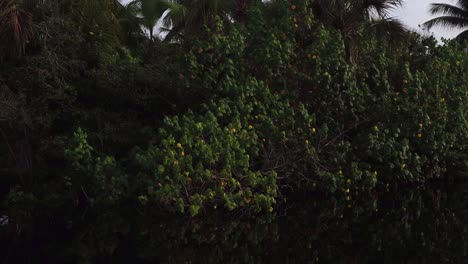 Aufnahme-Von-Pflanzen-Und-Blumen-In-Der-Mangrove-La-Ventanilla,-Oaxaca