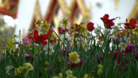 A-breeze-of-wind-blowing-through-a-tulip-and-daffodil-flower-field-and-a-hidden-Thai-Buddhist-Temple-in-the-background