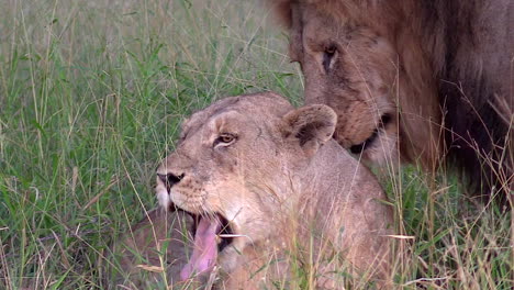 Lioness-being-groomed-by-her-pride-male-in-the-wilderness-of-The-Kruger