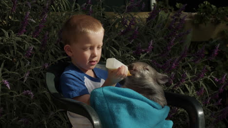 Kleines-Kind-Füttert-Einen-Joey-Wombat-Mit-Haariger-Nase