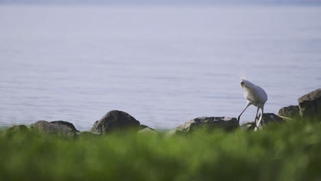 Closer-afternoon-view-footage-from-a-stepping-forward-stork-on-the-shore-of-Zamárdi,-Lake-Balaton