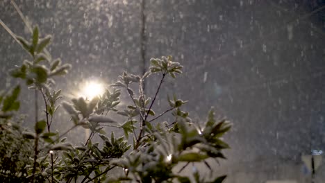 Nieve-Cayendo-Con-Arbusto-Verde-En-Primer-Plano-Y-Poste-De-Luz-En-El-Fondo