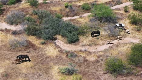 Luftaufnahme-Einer-Kleinen-Herde-Wildpferde,-Drei-Stuten-Und-Drei-Fohlen,-Die-Auf-Der-Wüstenvegetation-Im-Mcdowell-Mountain-Preserve-In-Scottsdale,-Arizona,-Grasen