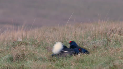 Male-Black-grouse-on-their-springtime-lek-showing-one-bird-mating-with-a-single-female-in-a-frenzy-of-flapping-wings