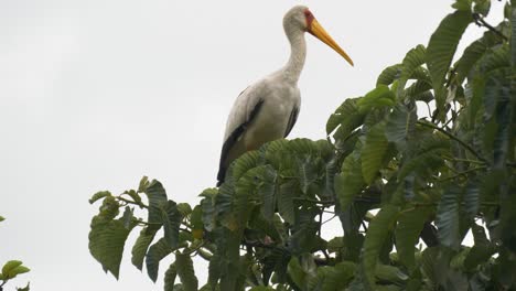 A-yellow-billed-stork-sits-peacefully-in-a-tree-in-Africa